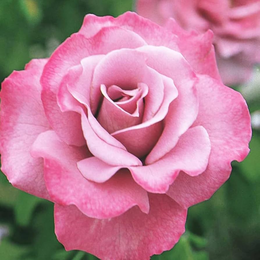 Amazon.com : Rose Bush Live Plant - Climbing Rose Plant Live